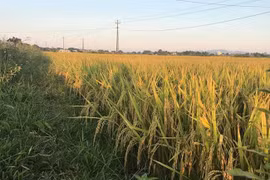 Hai giống lúa sai trĩu trịt, cho năng suất vượt trội 8-9 tạ/sào ở Đắk Lắk là lúa gì?