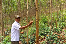 Phủ xanh đất trống đồi trọc