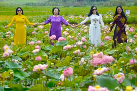 Sen hồng giữa lòng phố