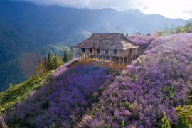 Đẹp ngỡ ngàng với thung lũng hoa tím tại Sun World Fansipan Legend