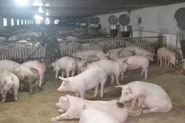 Thu tiền tỷ từ trang trại tổng hợp