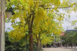 Muồng hoàng yến nhuộm sắc vàng ở Hải Phòng