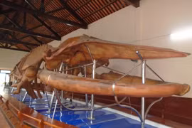 Làng chài lưu giữ bộ xương cá Voi lớn nhất Đông Nam Á