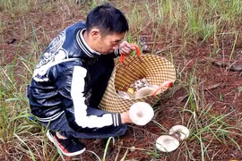 Kỳ thú săn nấm rừng thông Đà Lạt