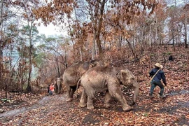 "Thất nghiệp" vì Covid-19, hàng ngàn chú voi Thái Lan đi bộ về quê