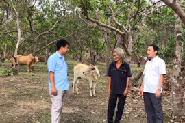 Đổi thay ở làng phong