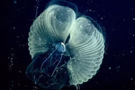 Những sinh vật khổng lồ lọc nước đại dương