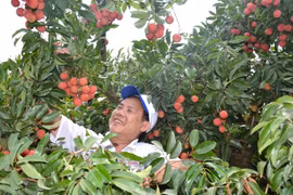 Lục Ngạn không chỉ vải thiều!