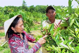 Hình thành vùng chuyên canh cây ăn quả VietGAP