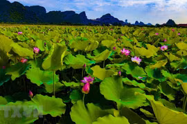 Chiêm ngưỡng vẻ đẹp thơ mộng mùa sen trên đất cố đô Ninh Bình