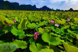 Chiêm ngưỡng vẻ đẹp thơ mộng mùa sen trên đất cố đô Ninh Bình