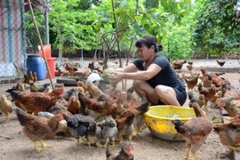 Ayun Pa: Nhân rộng mô hình nuôi gà thả vườn