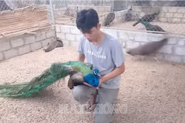 Hải Phòng: Nuôi chim "phong thủy" như nuôi gà, chỉ bán lông đuôi đã kiếm bộn tiền