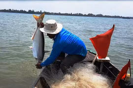 Sông Mê Kông quan trọng nhất thế giới về sản lượng thủy sản nội địa