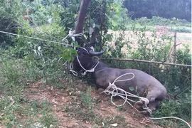 Đang nhặt trứng vịt trong vườn, người phụ nữ bị trâu lạ bất ngờ xông vào húc tử vong