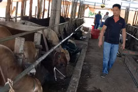 Nuôi bò vỗ béo mang lại hiệu quả kinh tế cao