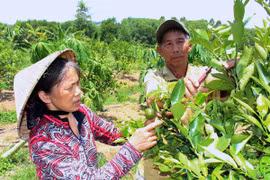 Hình thành vùng chuyên canh cây ăn quả VietGAP