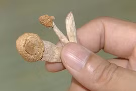 Sinh viên công nghệ nuôi nấm ma túy để bán qua mạng xã hội