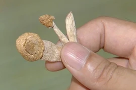 Sinh viên công nghệ nuôi nấm ma túy để bán qua mạng xã hội