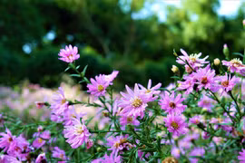 Check-in cánh đồng hoa thạch thảo ở miền Tây, du khách thỏa sức 'sống ảo'