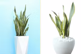 Tác dụng tuyệt vời của 5 loại cây nên đặt trong phòng tắm nhà bạn