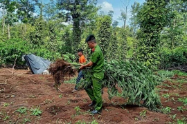 Trồng hơn 1 ha cây cần sa để… cho gà ăn!