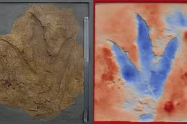 Úc: "Quái thú ma" chưa từng biết, to và hung bạo như khủng long bạo chúa