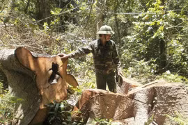 Một cơn bão xóa sổ... 7.000 ha rừng ở Đắk Lắk