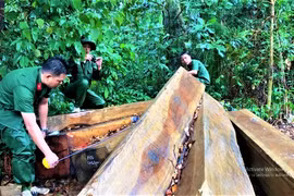 Đã tìm ra thủ phạm phá rừng pơ-mu hàng trăm năm tuổi