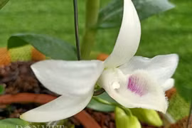 Ông chủ vườn lan đột biến tiền tỷ ở Lâm Đồng: Chăm lan kiểu công nghệ 4.0