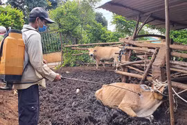 Pleiku phát hiện bò bị bệnh viêm da nổi cục