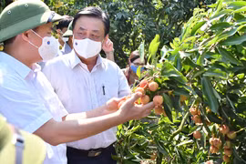 Bộ trưởng Lê Minh Hoan: Nền nông nghiệp mù mờ dẫn đến phải giải cứu nông sản