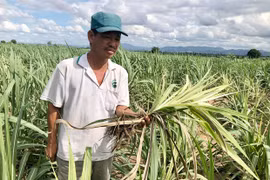 Ia Pa: Bệnh trắng lá mía gây hại trên diện rộng