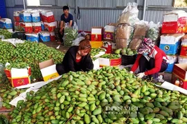 Tây Nguyên: Rau xanh, bí đỏ, mít Thái, trái bơ...đồng loạt rớt giá, ùn ứ chất chồng