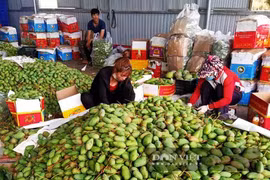 Tây Nguyên: Rau xanh, bí đỏ, mít Thái, trái bơ...đồng loạt rớt giá, ùn ứ chất chồng