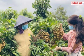 Mùa nhãn chín ngọt Ia Yok