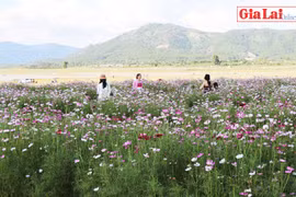 Sắc màu vườn hoa ngoại ô Phố Núi