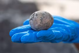 Israel phát hiện quả trứng gà 1.000 năm tuổi còn nguyên vẹn