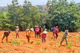 Phụ nữ Mang Yang giúp nhau thoát nghèo