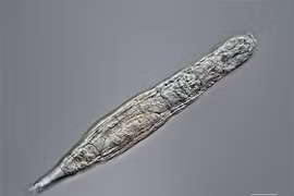 Kỳ lạ loài luân trùng sau 24.000 năm đóng băng vẫn sinh sản được