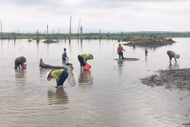 Mùa hến ở Plei Pai
