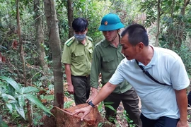 Khai thác rừng trái phép ở xã Hà Ra