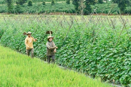 Hiệu quả từ chuyển đổi cơ cấu cây trồng, vật nuôi ở Hòa Phú