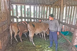 Gia Lai: Tăng tốc tiêm vắc xin phòng bệnh viêm da nổi cục