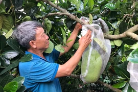 Giá mít Thái giảm hẳn 5 lần, Đăk Lăk tính phương án giãn vụ