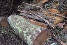 Xem xét truy cứu trách nhiệm hình sự với cán bộ bảo vệ để mất rừng