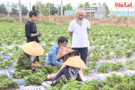 Nông dân "bắt nhịp" nông nghiệp-dịch vụ