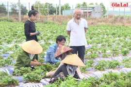 Nông dân "bắt nhịp" nông nghiệp-dịch vụ