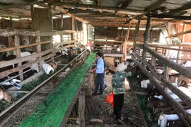 Chư Pưh nâng tầm thương phẩm dê thịt