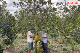 Chư Păh: Thơm ngọt mùa mít chín